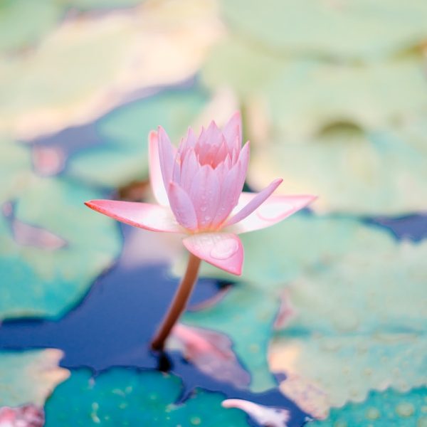 Lotus Blume im Wasser